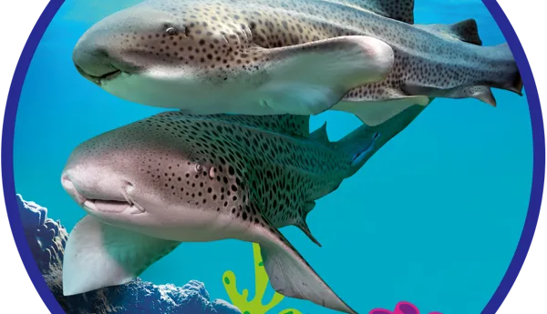 SL Conservation Round Whale 1000X1000px