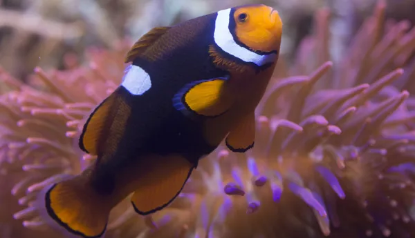 8439 Black Photon Clownfish Amphiprion Ocellaris X Amphiprion Percula 1