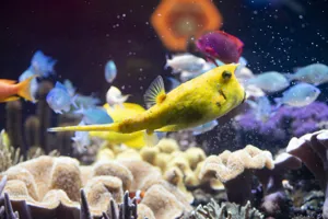 Sealife Speyer 684