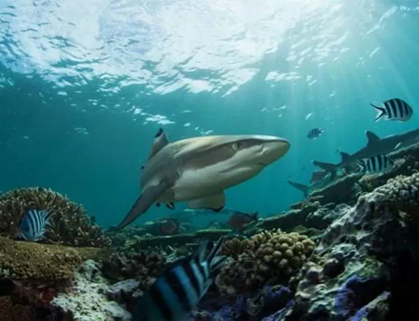 Schwarzspitzen Riffhai.1