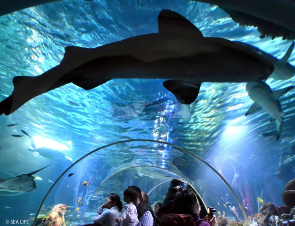 Ammenhai Ocean SEA LIFE