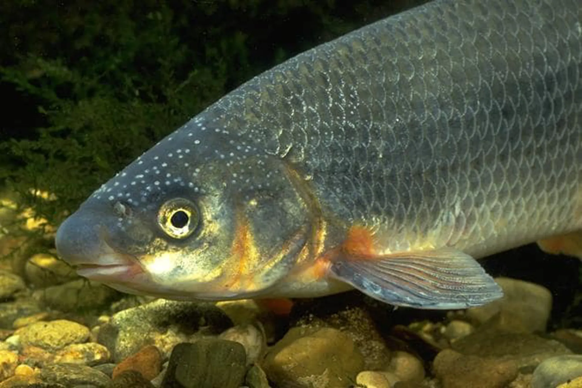 Common nase | SEA LIFE Speyer