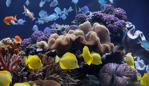 Welt der Korallen