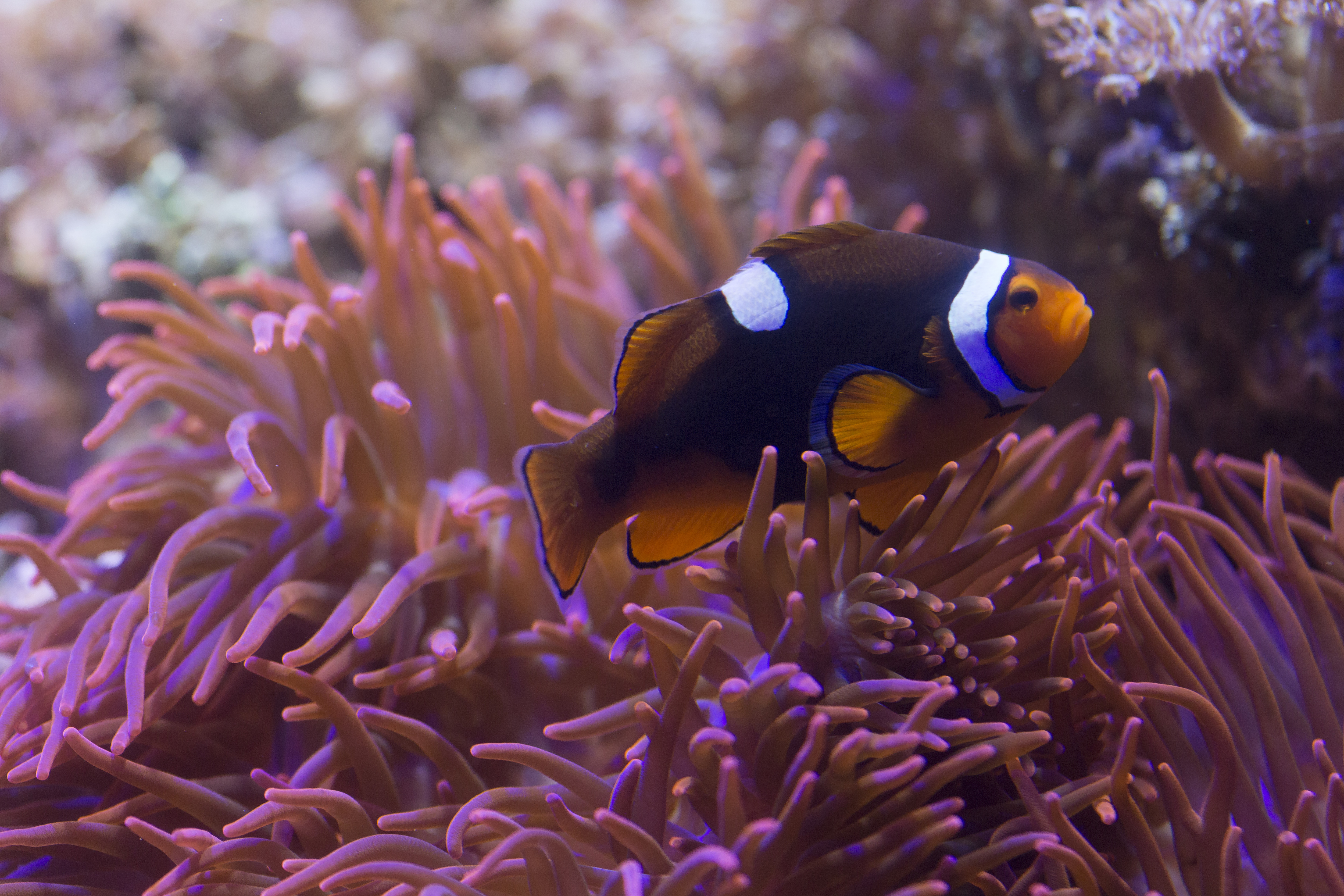8440 Black Photon Clownfish Amphiprion Ocellaris X Amphiprion Percula 2