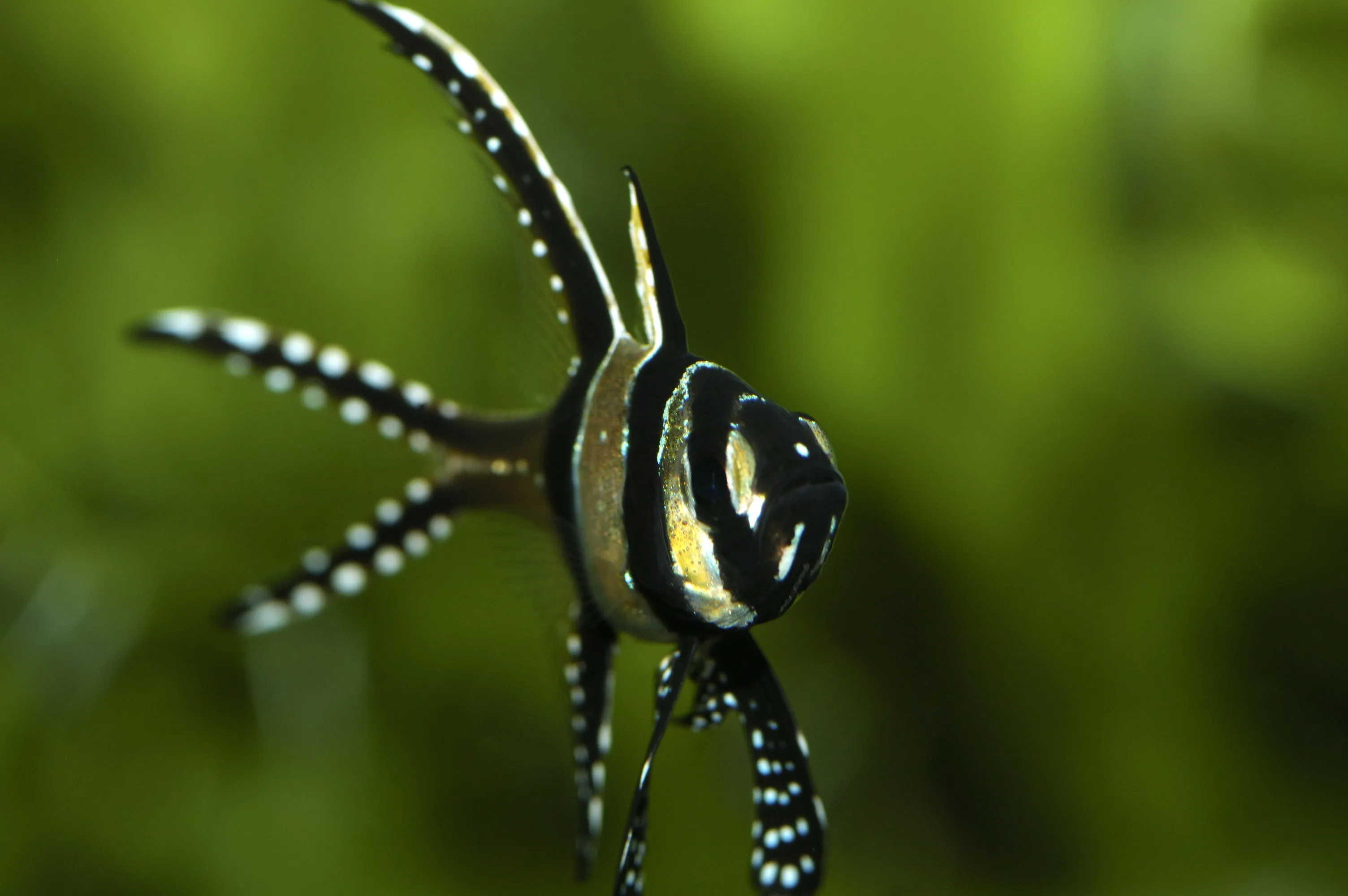 8594 Banggai Cardinalfish Pterapogon Kauderni