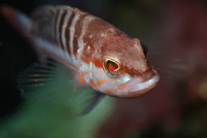 7354 Serranus Cabrilla