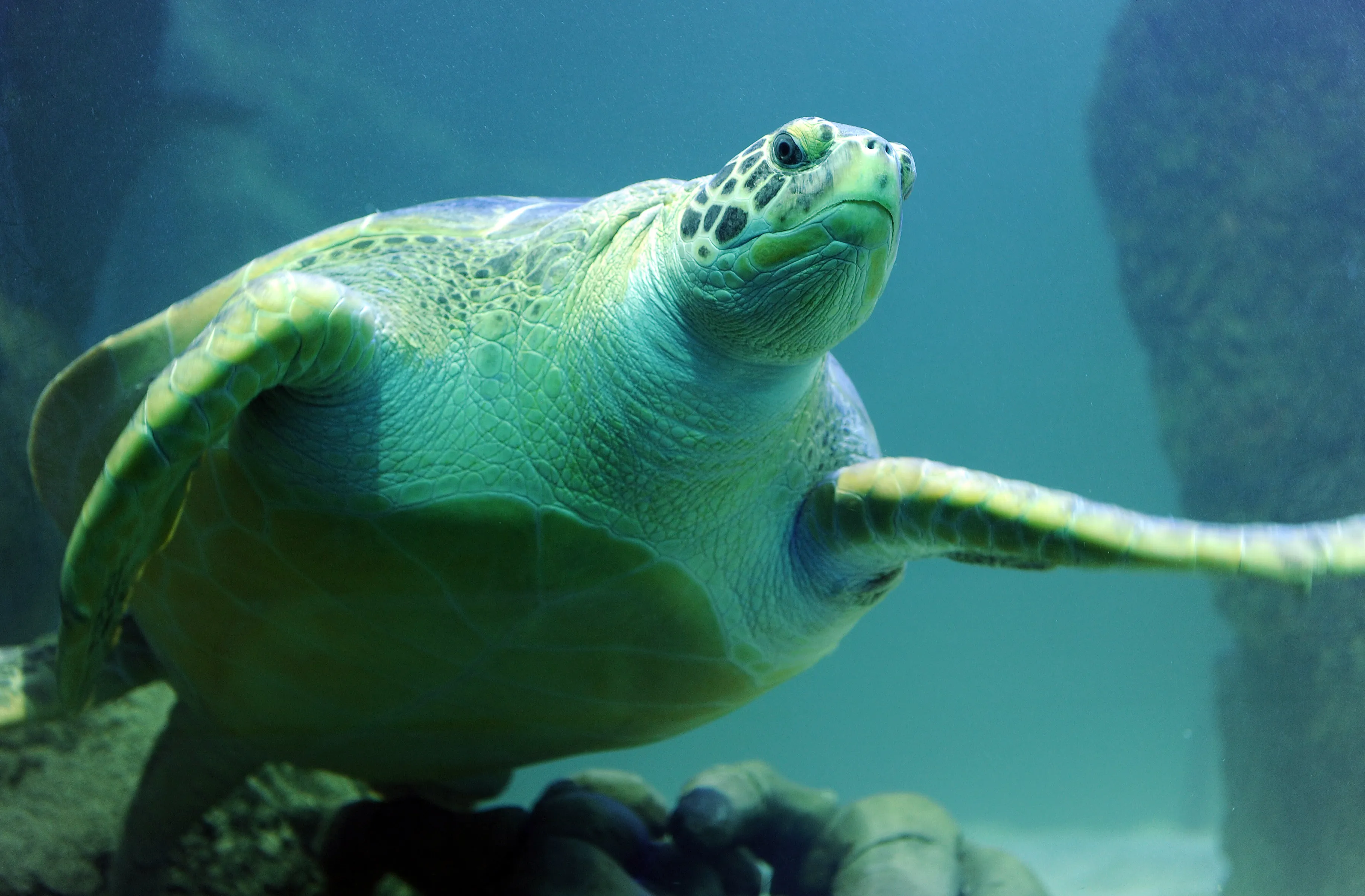 Turtle at SEA LIFE Speyer