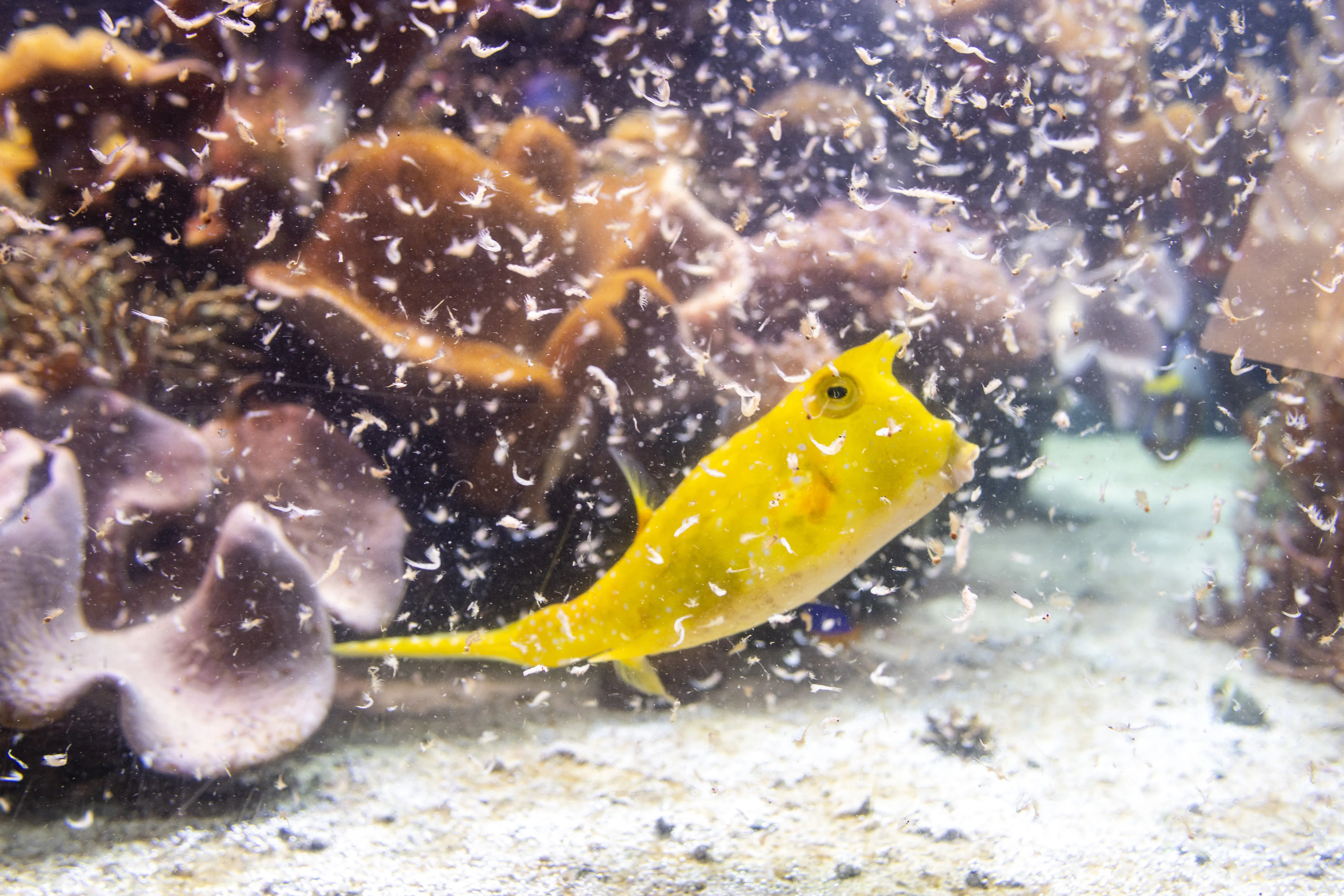 Sealife Speyer 3058