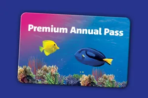 Accesso 1920X960px SL Premium EN