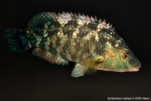 7394 Symphodus Melops 2 (1)