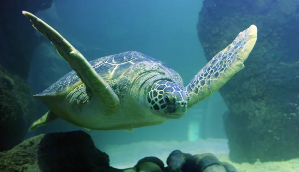 Greenseaturtle 4