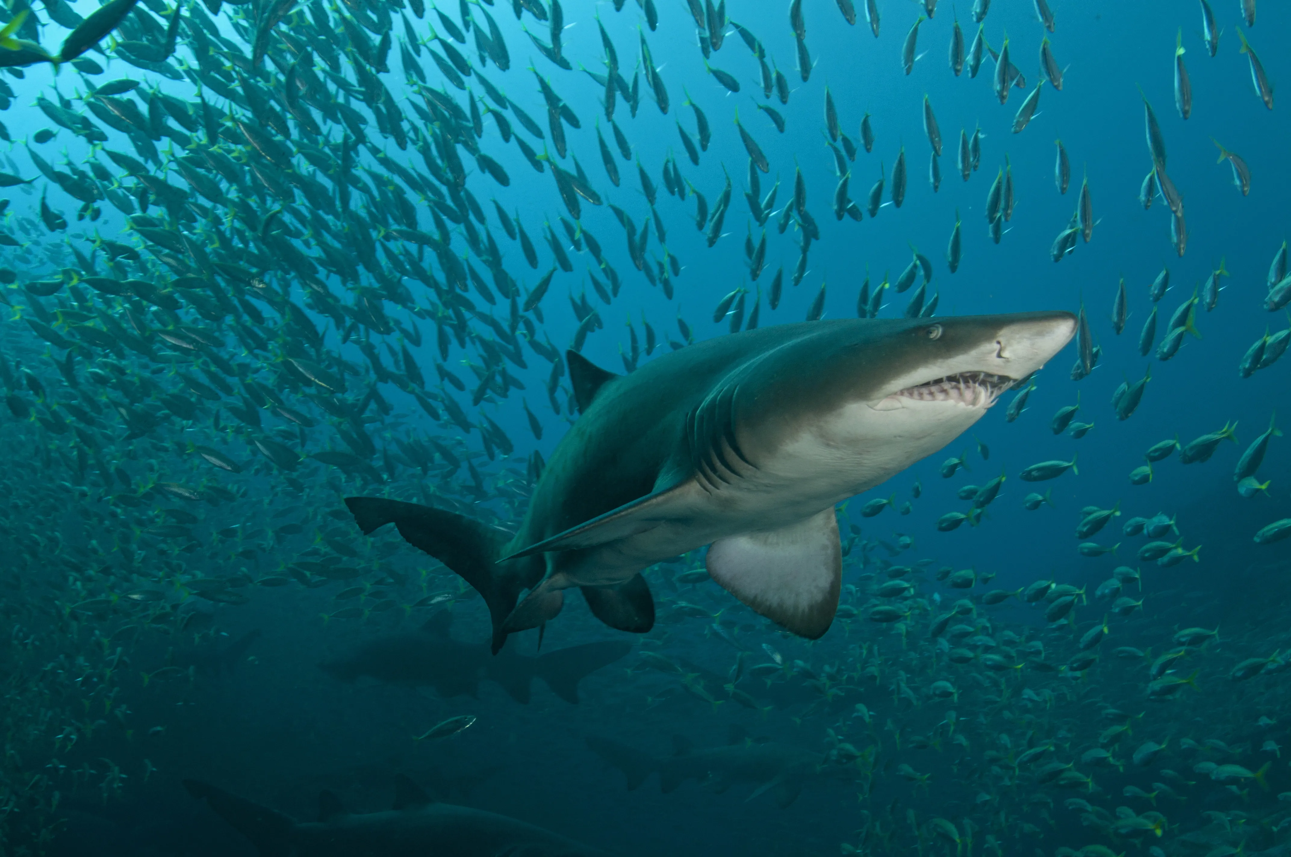 9578 Gettyimages 528048449 Grey Nurse Shark