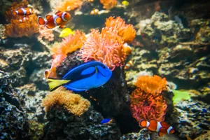 Doktorfisch (2)