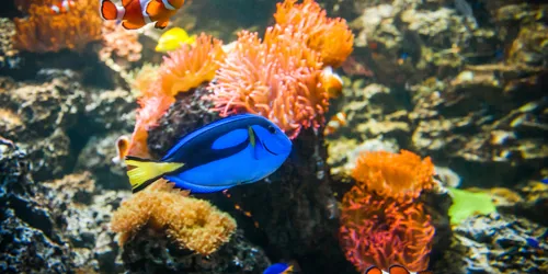 Doktorfisch (2)