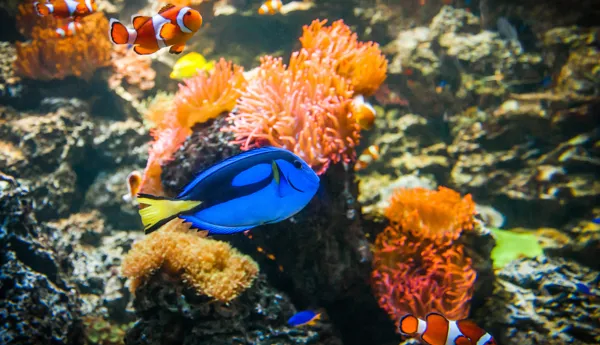 Doktorfisch (2)