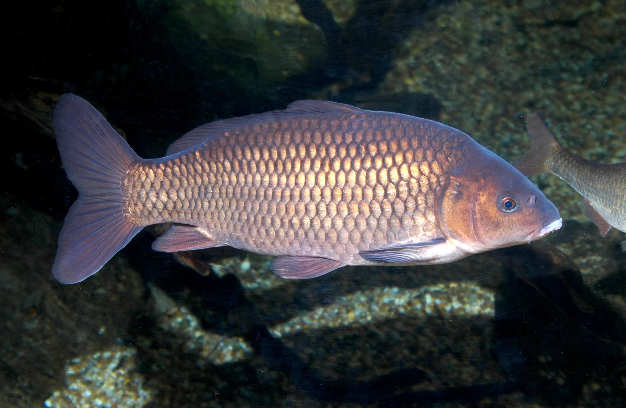 Schuppenkarpfen1