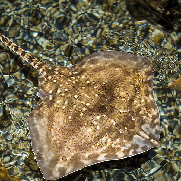 9606 21 Species Of Skate And Ray Can Be Found In British Waters Alone Cropped