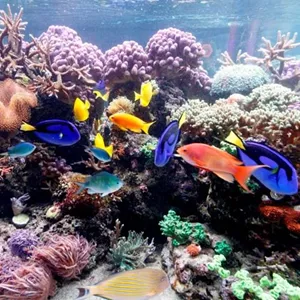 Sea Life Korallen