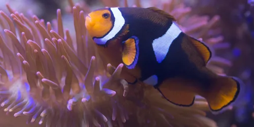 8443 Black Photon Clownfish Amphiprion Ocellaris X Amphiprion Percula 5