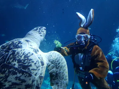 Osterhase Im Haifischbecken Slspeyer