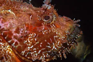 7342 Scorpaena Scrofa