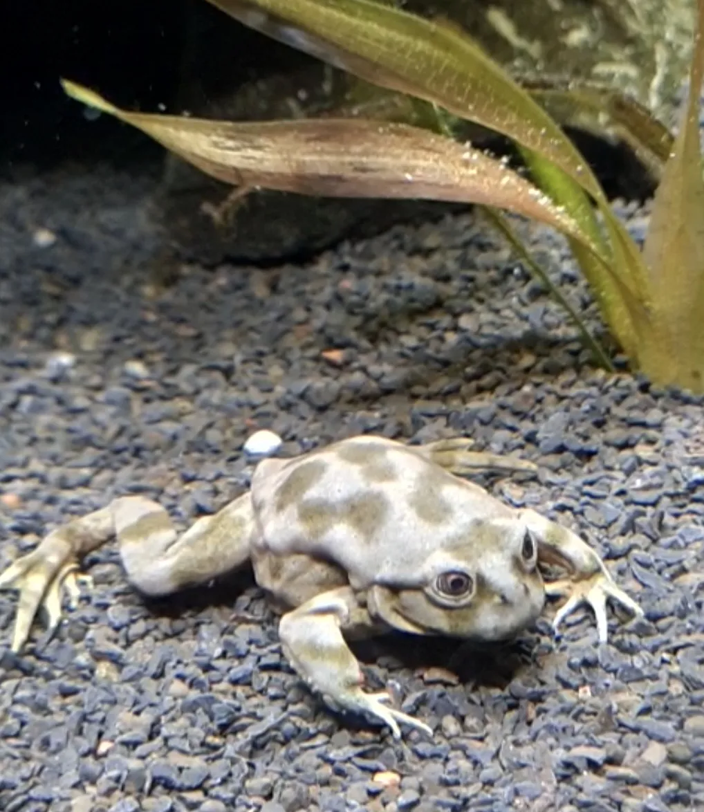 Titicaca Frosch Verena 1