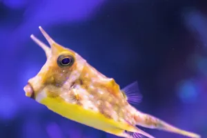 Kuhkofferfisch