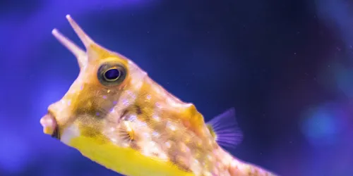 Kuhkofferfisch