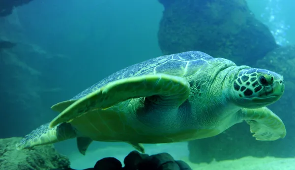 Greenseaturtle 6