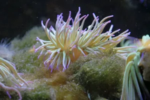 Anemonia Viridis 1
