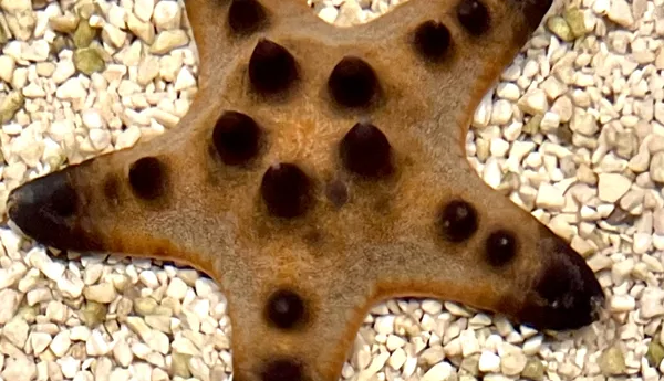 Chocolate Chip Seestern