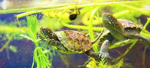 Sea Life Speyer Schildkroeten