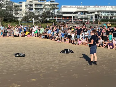 Turtle Release April 2023 4