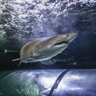 Interesting fact about about sharks - SEA LIFE Sunshine Coast