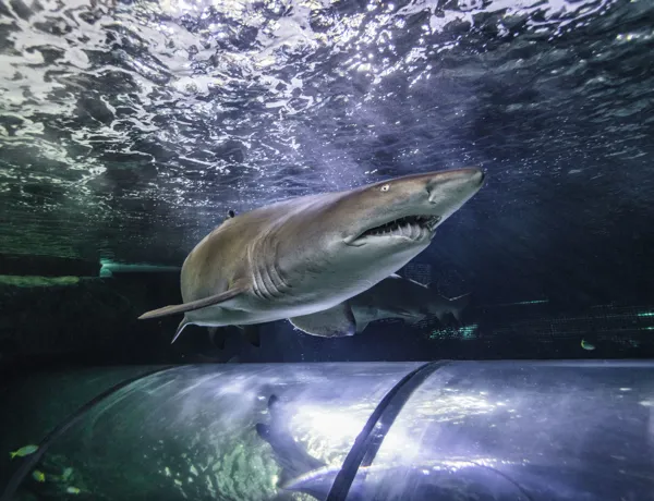 Interesting fact about about sharks - SEA LIFE Sunshine Coast