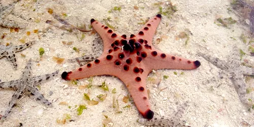 10579 Chocolate Drop Starfish On Sea Bed