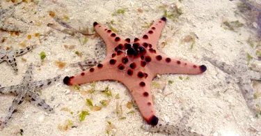 10579 Chocolate Drop Starfish On Sea Bed