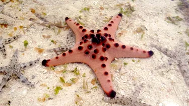10579 Chocolate Drop Starfish On Sea Bed
