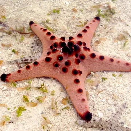 10579 Chocolate Drop Starfish On Sea Bed
