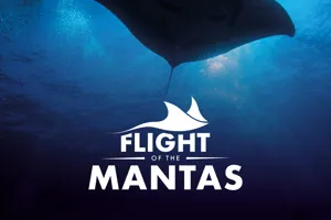 Flight Of The Mantas Experience