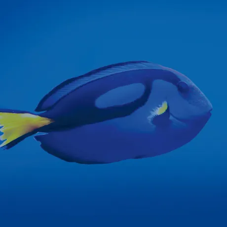 Bluetang Header