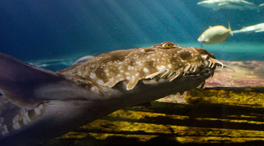 Wobbegong Shark at SEA LIFE Sunshine Coast
