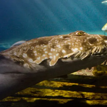 Wobbegong Shark at SEA LIFE Sunshine Coast