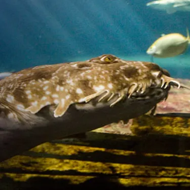 Wobbegong Shark at SEA LIFE Sunshine Coast