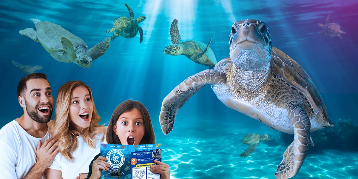 SL Turtle Deals Mobile 1200X600px Others