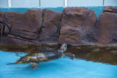 Latest Arrival In A Larger Quarantine Pool The Day After Relocation SEA LIFE Sunshine Coast