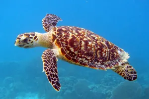 Hawksbill Turtle