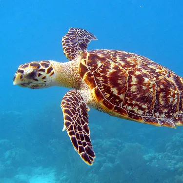 Hawksbill Turtle