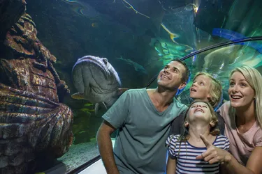 Family Oceanarium Groper