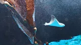 SLSC Cownose Ray Pup (3)